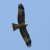 Buteo buteo 